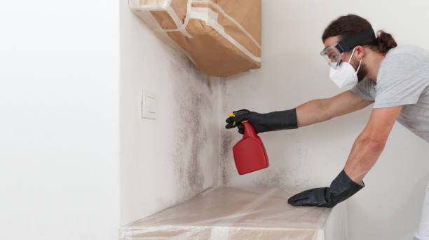 Professional Attic Mold Remediation technician working in Paisley, FL