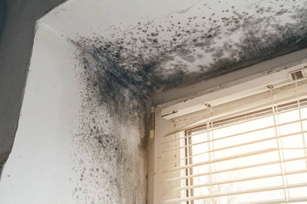 Affordable Attic Mold Remediation solutions in Paisley, FL
