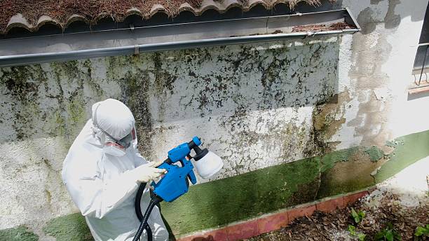 Top rated local Attic Mold Remediation specialists in Paisley, FL
